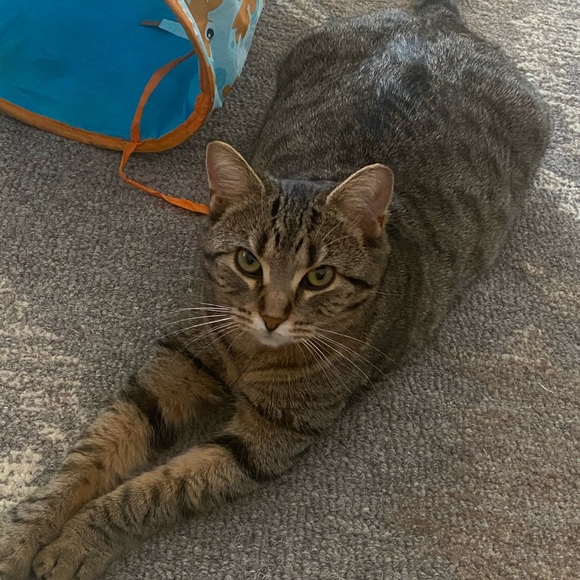 Meet your Posher, Darla - Picture 4 of 8